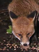 FRECKLE THE FOX.