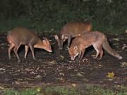 Image 15 in FRECKLE THE FOX.