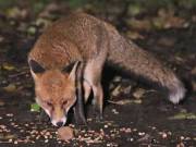 Image 3 in FRECKLE THE FOX.