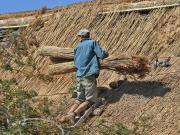 Image 70 in ST. EDMUNDS CHURCH KESSINGLAND. THE RE THATCHING EVENT.