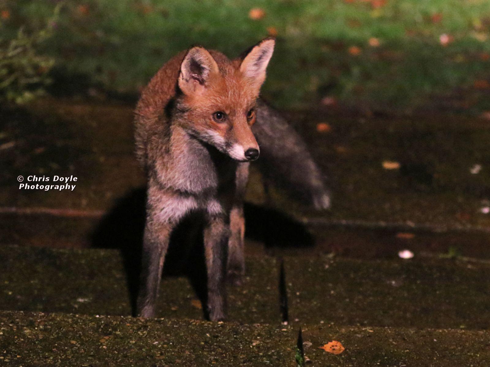 VIXEN IN MY GARDEN  19 NOV. 2023.