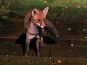 VIXEN IN MY GARDEN  19 NOV. 2023.