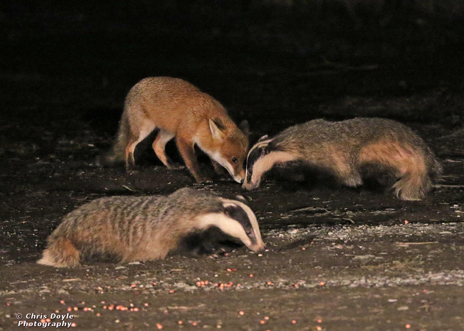 FOXES AND BADGERS. 14 MARCH 2025