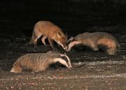 Image 1 in FOXES AND BADGERS. 14 MARCH 2025