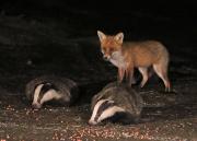 Image 10 in FOXES AND BADGERS. 14 MARCH 2025