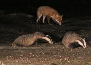Image 11 in FOXES AND BADGERS. 14 MARCH 2025