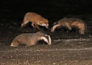 Image 12 in FOXES AND BADGERS. 14 MARCH 2025