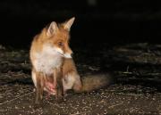 Image 13 in FOXES AND BADGERS. 14 MARCH 2025