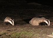 Image 14 in FOXES AND BADGERS. 14 MARCH 2025