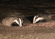 Image 15 in FOXES AND BADGERS. 14 MARCH 2025