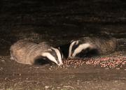 Image 16 in FOXES AND BADGERS. 14 MARCH 2025