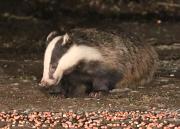 Image 17 in FOXES AND BADGERS. 14 MARCH 2025