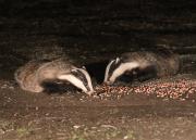 Image 18 in FOXES AND BADGERS. 14 MARCH 2025