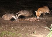 Image 19 in FOXES AND BADGERS. 14 MARCH 2025