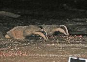 Image 2 in FOXES AND BADGERS. 14 MARCH 2025
