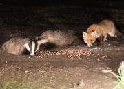 Image 20 in FOXES AND BADGERS. 14 MARCH 2025