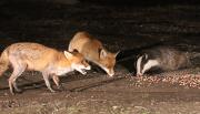 Image 21 in FOXES AND BADGERS. 14 MARCH 2025