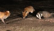 Image 22 in FOXES AND BADGERS. 14 MARCH 2025