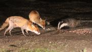 Image 23 in FOXES AND BADGERS. 14 MARCH 2025
