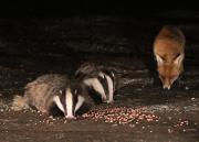 Image 24 in FOXES AND BADGERS. 14 MARCH 2025