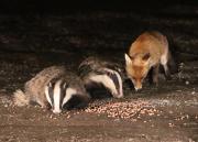 Image 25 in FOXES AND BADGERS. 14 MARCH 2025