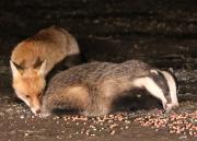 Image 26 in FOXES AND BADGERS. 14 MARCH 2025