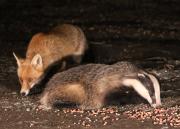 Image 27 in FOXES AND BADGERS. 14 MARCH 2025
