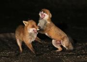 Image 29 in FOXES AND BADGERS. 14 MARCH 2025