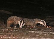Image 3 in FOXES AND BADGERS. 14 MARCH 2025