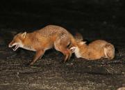 Image 30 in FOXES AND BADGERS. 14 MARCH 2025