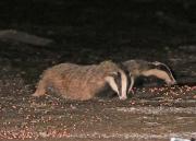 Image 4 in FOXES AND BADGERS. 14 MARCH 2025
