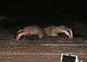 Image 5 in FOXES AND BADGERS. 14 MARCH 2025