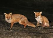 Image 34 in FOXES AND BADGERS. 14 MARCH 2025