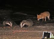 Image 6 in FOXES AND BADGERS. 14 MARCH 2025