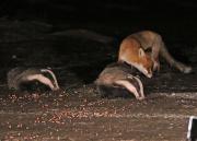 Image 7 in FOXES AND BADGERS. 14 MARCH 2025