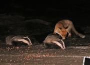Image 8 in FOXES AND BADGERS. 14 MARCH 2025