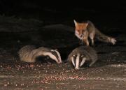 Image 9 in FOXES AND BADGERS. 14 MARCH 2025