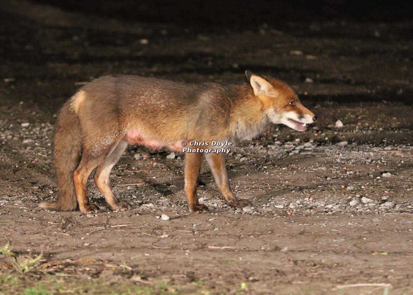 BUSY EVENING WITH FOXES BADGER AND DEER.