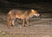 Image 1 in BUSY EVENING WITH FOXES BADGER AND DEER.