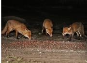 Image 2 in BUSY EVENING WITH FOXES BADGER AND DEER.