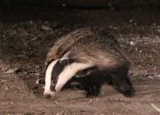Image 3 in BUSY EVENING WITH FOXES BADGER AND DEER.
