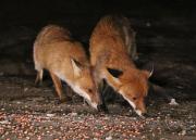 Image 4 in BUSY EVENING WITH FOXES BADGER AND DEER.