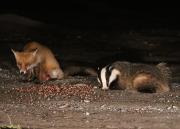 Image 6 in BUSY EVENING WITH FOXES BADGER AND DEER.