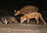 Image 8 in BUSY EVENING WITH FOXES BADGER AND DEER.