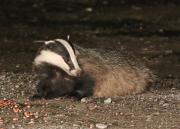 Image 9 in BUSY EVENING WITH FOXES BADGER AND DEER.