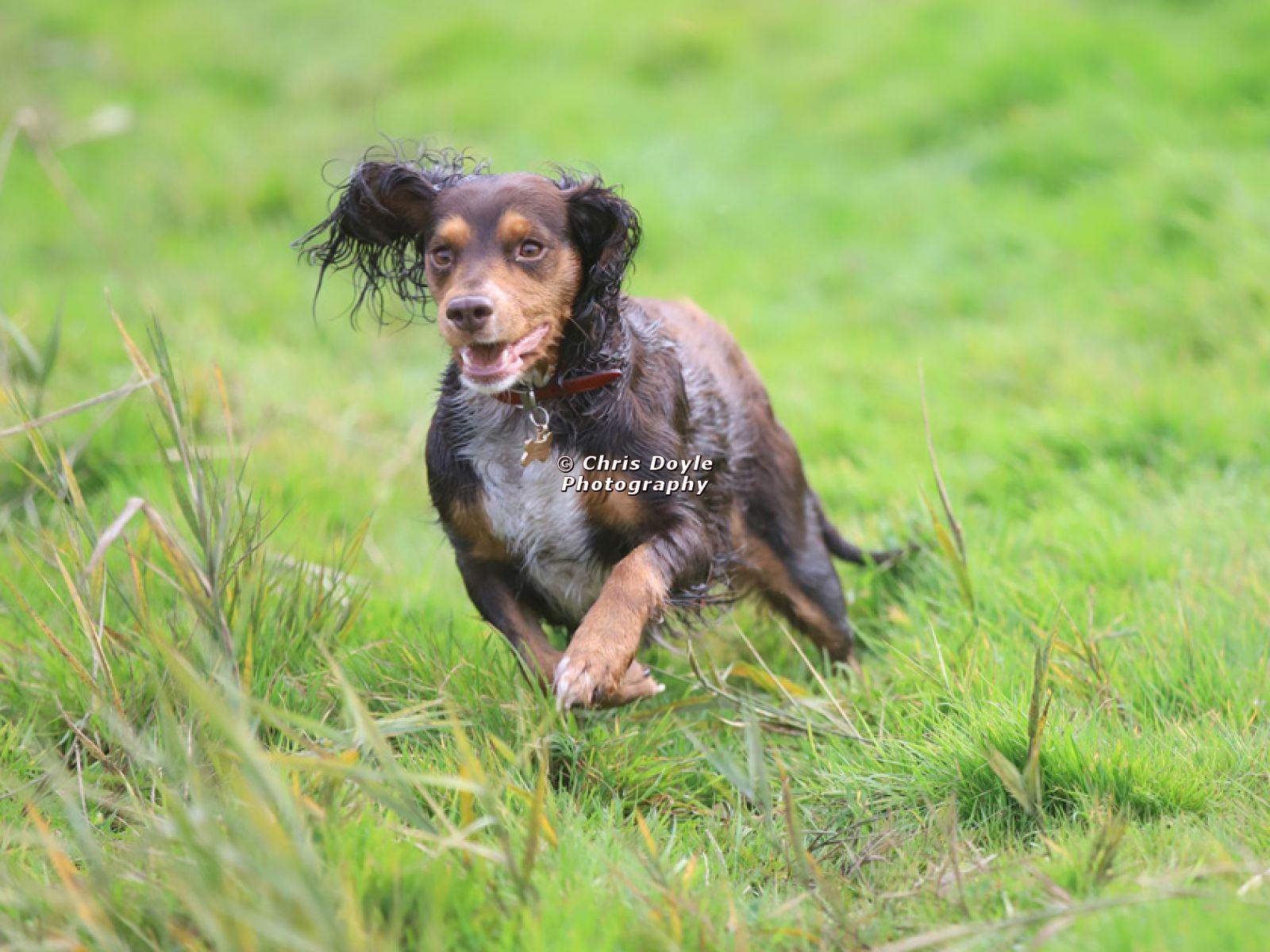 LILLY. MY COCKER SPANIEL.