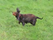 Image 10 in LILLY. MY COCKER SPANIEL.