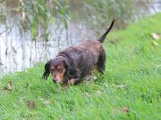 Image 11 in LILLY. MY COCKER SPANIEL.
