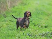 Image 12 in LILLY. MY COCKER SPANIEL.