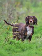 Image 2 in LILLY. MY COCKER SPANIEL.